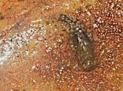 Serratella ignita